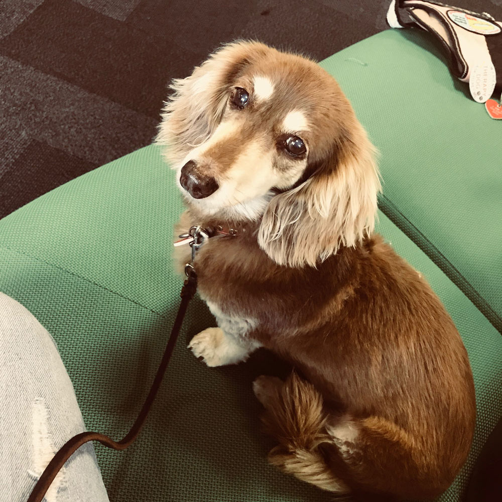 Luna Luna- Pet Therapy DoG