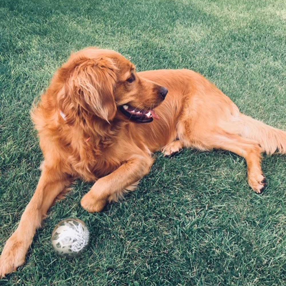 Pickles Pickles - Pet Therapy Dog